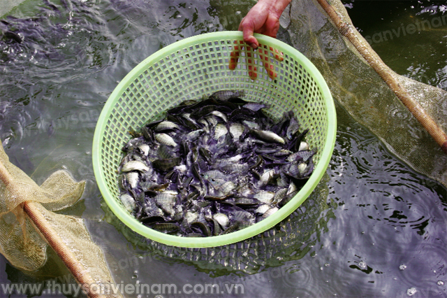Ninh Bình: Thành công từ ương nuôi cá giống tập trung