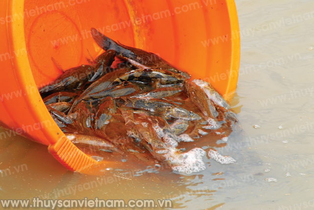 Cá bống mú thịt thơm ngon, dai chắc, ngọt và bổ dưỡng. Đây là giống thủy sản nuôi tiềm năng tại Việt Nam vì có giá trị kinh tế cao, sinh trưởng nhanh, ít bệnh và phù hợp với nhiều vùng nuôi nước lợ.
