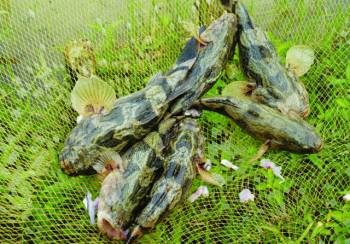 Kỹ thuật sinh sản cá bống tượng
