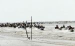 Bãi nghêu Đất Mũi “dậy sóng”