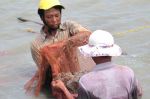  Dù tăng giá, nông dân vẫn ngại thả nuôi tôm 