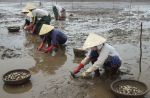 Phát hiện tảo độc vượt mức cho phép tại Kim Sơn 