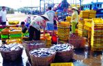 Tiền giang: Nhân rộng mô hình hải sản hiệu quả