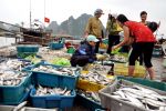 Vân Đồn (Quảng Ninh): Tạo cơ sở vững chắc cho người dân đẩy mạnh sản xuất