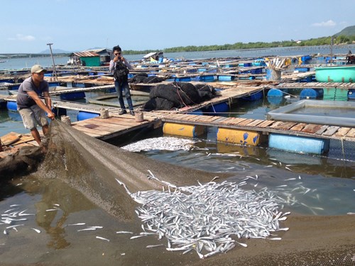 Cá bớp chết rải rác tại các lồng bè ở đảo Hòn Chuối