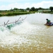 Hạn chế rủi ro trong nuôi tôm nước lợ