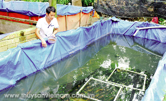 Anh Tân đang chăm sóc đàn lươn giống bố mẹ Ảnh: Ngọc Trinh