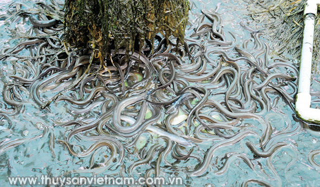 Hiện tại anh Tân có hơn 2.000 lươn bố mẹ, mội năm sản xuất bình quân khoảng 80.000 con lươn giống 