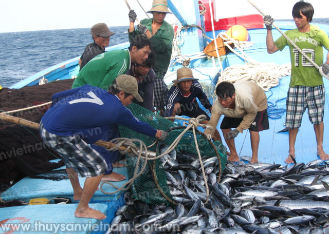 Tàu ngư dân Quảng Ngãi cập bến với khoang đầy cá