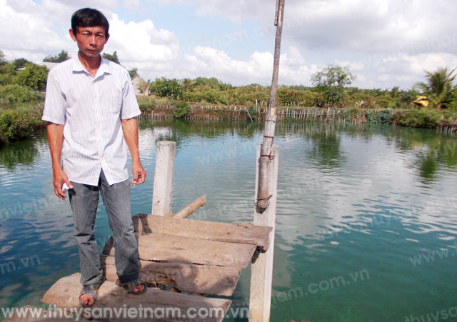Trà Vinh: Cá lóc giảm giá, người nuôi lo lắng
