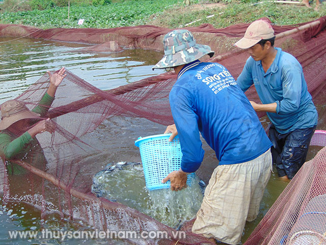 Vận chuyển là khâu quan giúp nâng cao tỷ lệ sống của cá giống