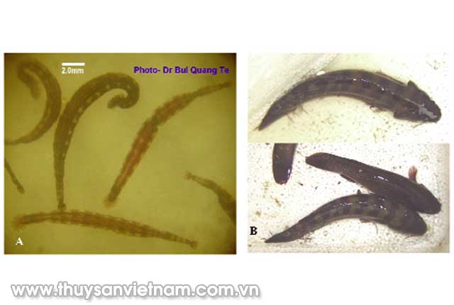  Hình 2: A - Đỉa cá bống bớp (Oceanobdella sexoculata); B - Đỉa ký sinh trên cá bống bớp ở huyện Nghĩa Hưng, tỉnh Nam Định (Bùi Quang Tề, 2006)