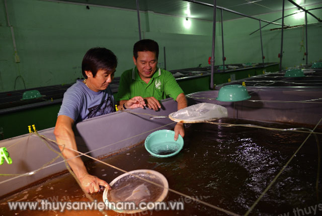 Nhiều doanh nghiệp đã chú trọng đầu tư sản xuất tôm giống     Ảnh: Trần Út