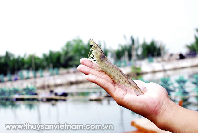 Công nghệ mở triển vọng ngành tôm Việt