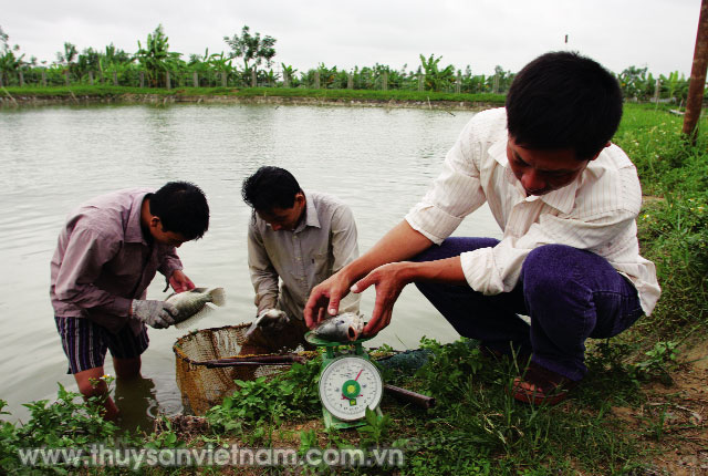 Kiểm tra cá nuôi ở mô hình nuôi cá rô phi thương phẩm   Ảnh: Huy Hùng