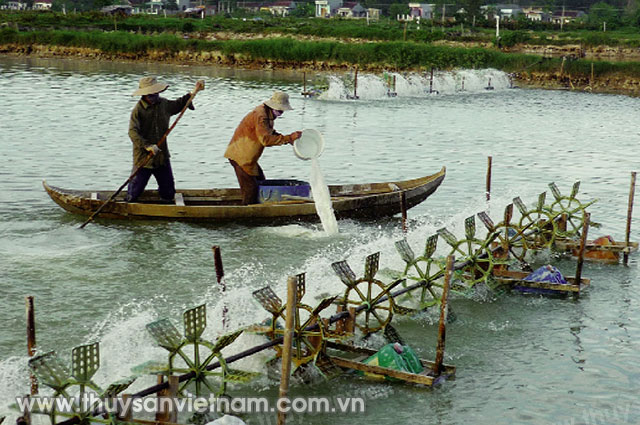 Bình Định: Hiệu quả tôm, cá xen cua an toàn sinh học