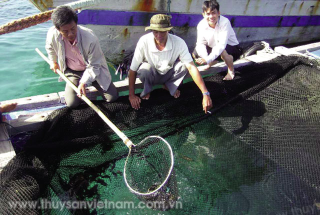 Kiểm tra cá mú cọp nuôi lồng bè Ảnh: Hồng Quân