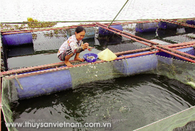 Hà Tĩnh: Phát triển nghề nuôi cá lồng bè trên sông