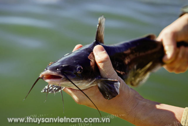 Trên thế giới, một số nước đã sản xuất được giống cá ngạnh   Ảnh: farmflavor.com