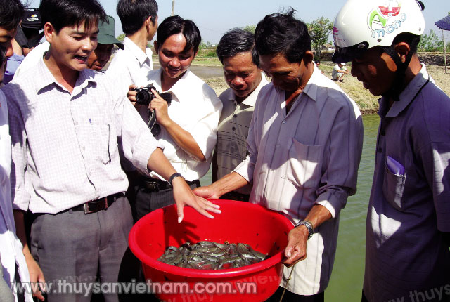 Cá kèo nuôi 5 - 6 tháng sẽ đạt kích cỡ thương phẩm, được thương lái đến thu mua tận ao với giá 75.000 - 80.000 đồng/kg tùy cỡ