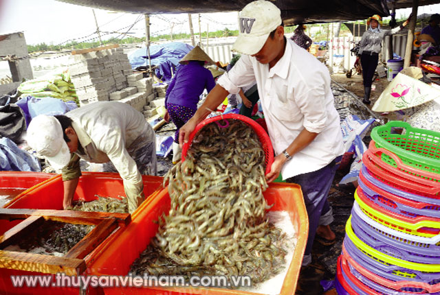 Thu hoạch tôm nuôi ở Quảng Bình   Ảnh: Hồng Thắm