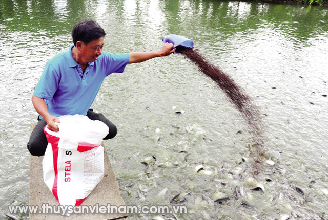 Ông Bon đang chăm sóc ao cá thát lát sắp thu hoạch Ảnh: Ngọc Trinh