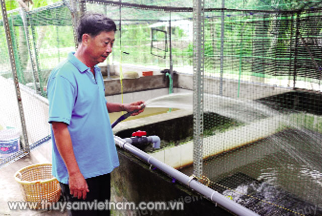 Chăm sóc 3 hồ nuôi lươn không bùn