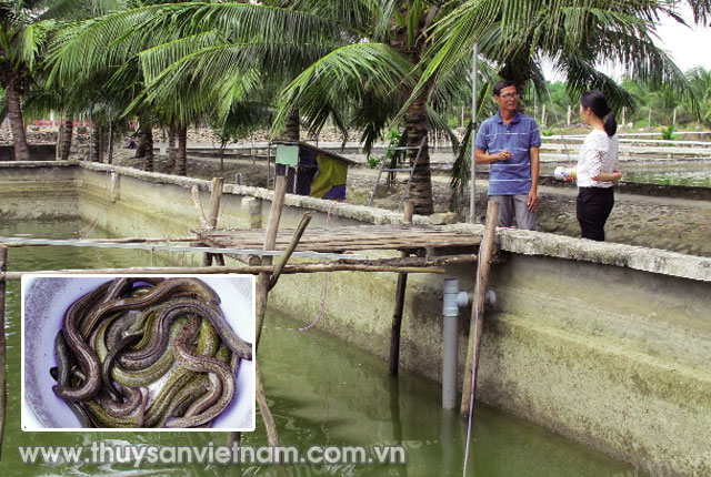 Kỹ sư Phan Văn Hùng đang trao đổi về mô hình nuôi cá chình   Ảnh: Hữu Thi