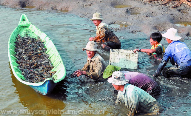 thu hoạch tôm càng xanh