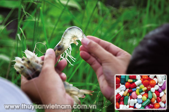 Sử dụng đúng cách thuốc và chế phẩm sinh học: Phần I: Sử dụng đúng kháng sinh
