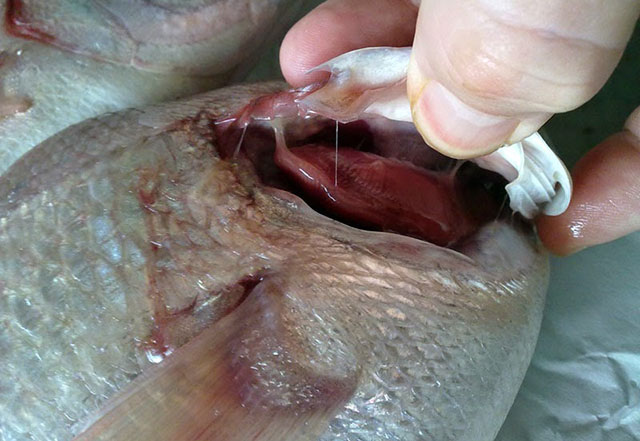 Bệnh nắm mang trên cá Ảnh: Internet