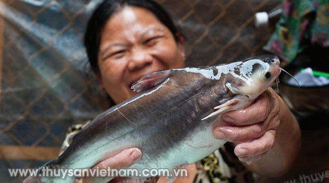 Cá tra Việt Nam được nhiều thị trường ưa chuộng   Ảnh: CTV  