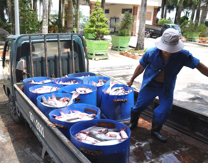 Thu mua cá tra đưa vào chế biến ở ĐBSCL (Ảnh: HĐ)