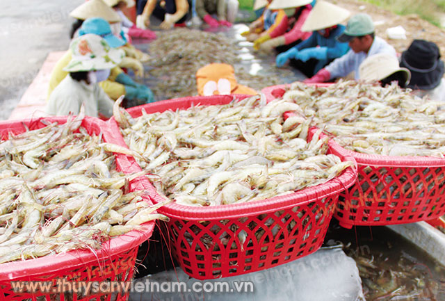 Kiểm soát tốt dịch bệnh trên tôm sẽ mang lại những mùa vụ thành công