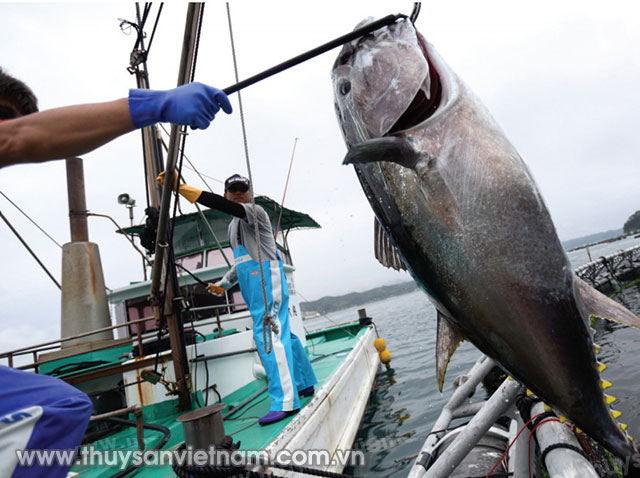 Hiệu quả thiết bị làm chết nhanh, sơ chế cá ngừ được nhiều nước tiên tiến áp dụng   Ảnh: Tunafish