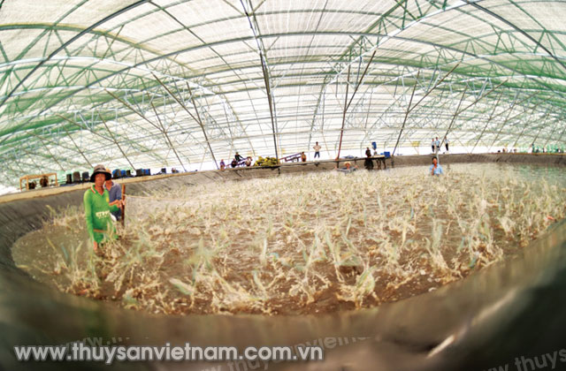 Thu hoạch tôm nuôi công nghệ cao tại Bạc Liêu Ảnh: Thanh Ngân 