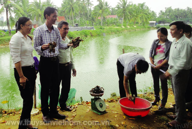 Ao nuôi cua xanh thương phẩm tại xã Tam Quan Nam