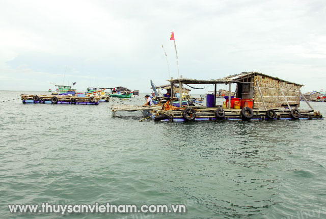 Phát triển nuôi cá lồng bè       Ảnh: Ngọc Trinh