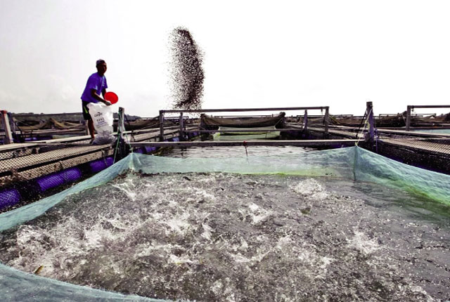 Nuôi cá ở Nigeria Ảnh: Wixnews