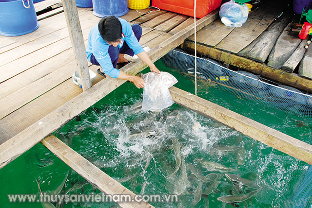 Vùng nuôi lồng bè ở huyện Kiên Hải - Kiên Giang 