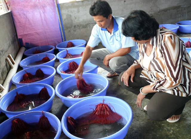 Sản xuất thành công giống lươn đồng bằng sinh sản bán nhân tạo