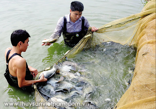 Mô hình nuôi cá rô phi dòng Đường Nghiệp được nhiều địa phương nhân rộng Ảnh: Quang Quyết 