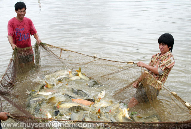 Mô hình nuôi cá trắm giòn và cá chép giòn bằng thức ăn đậu tằm là đối tượng dễ nuôi