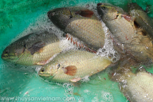 Quảng Ninh: Thành công từ nuôi cá rô đầu vuông