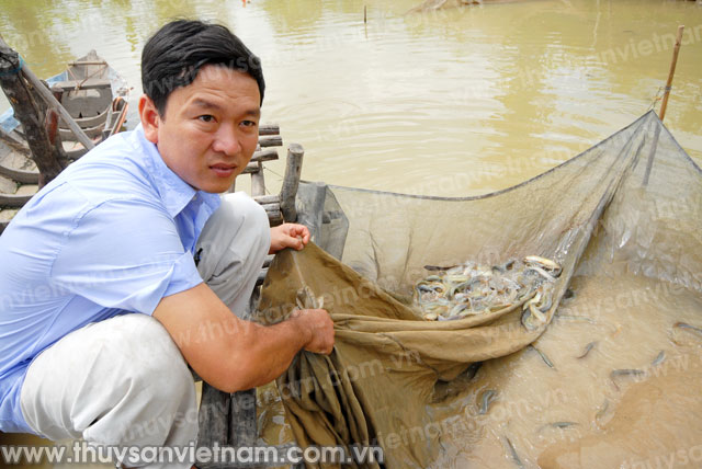 Kiên Giang: Hiệu quả từ nuôi cá chạch bùn trong ao
