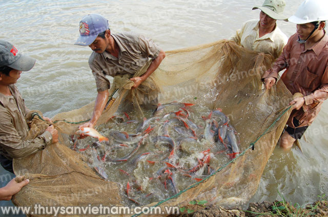 Bắc Ninh: Hiệu quả chuyển đổi ruộng trũng sang nuôi thủy sản