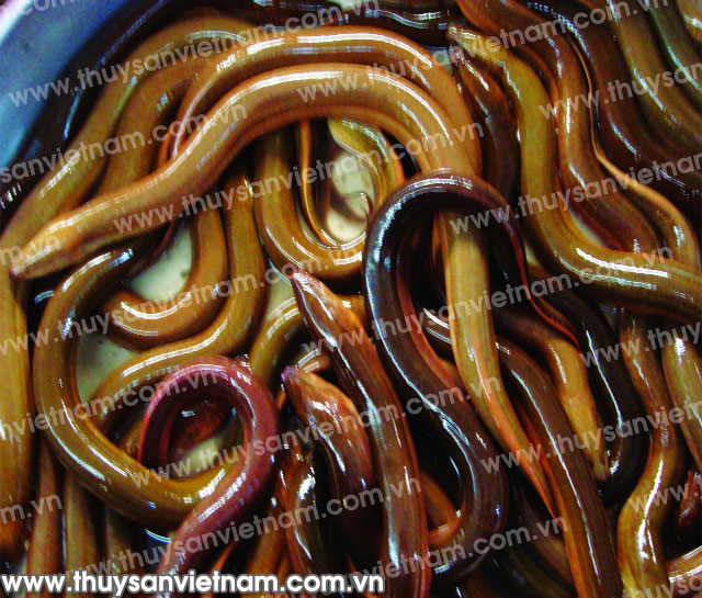 Lươn nuôi thương phẩm có màu vàng như lươn tự nhiên