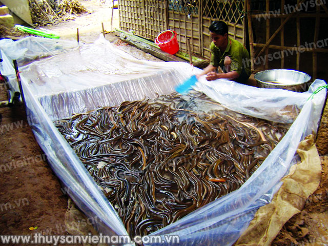 Hiệu quả nuôi lươn thương phẩm ở An Giang