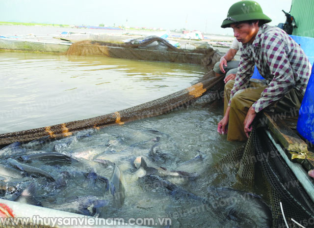 Bắc Ninh: Phát triển nuôi cá lồng trên sông