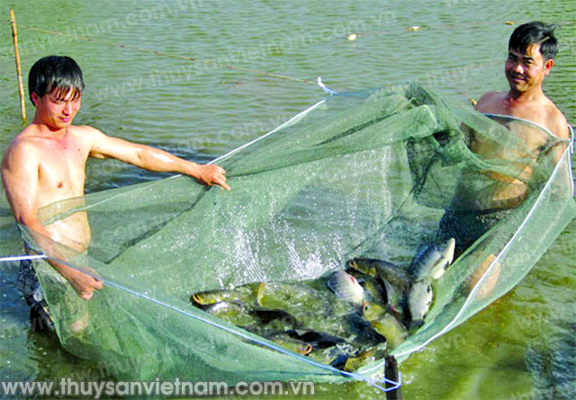 Đắk Lắk: Mô hình nuôi cá trắm đen công nghiệp